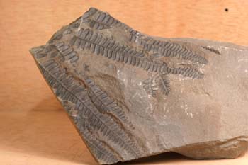 Pecopteris sp. (Helecho) Carbonífero