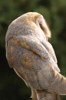 Lechuza común (Tyto alba)