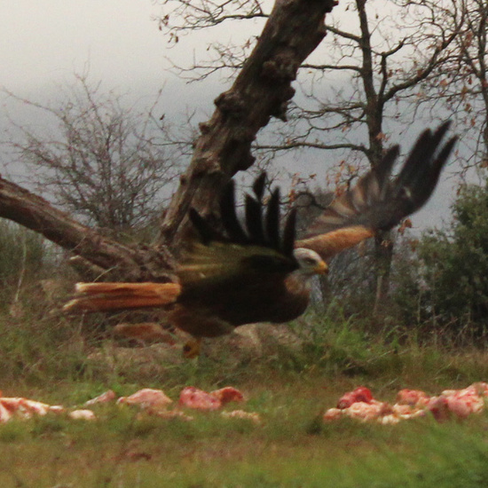 El vuelo del milano real 7