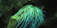 Anemona de tentaculo largo (Anemona sulcata)