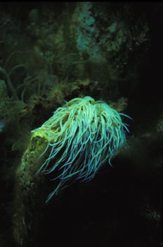 Anemona de tentaculo largo (Anemona sulcata)