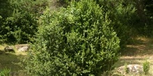 Boj - Porte (Buxus sempervivens)