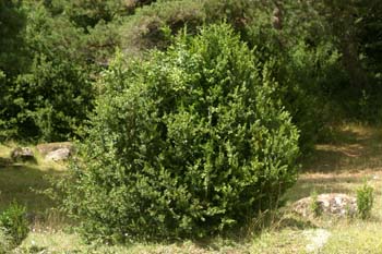 Boj - Porte (Buxus sempervivens)