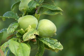 Ciruelo (Prunus domestica)