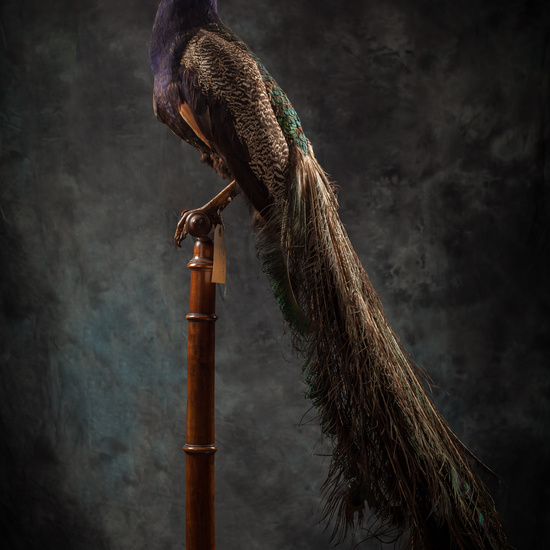 IES_SANISIDRO_BIOLOGIA_328