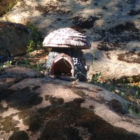 Excursión bosque encantado 10