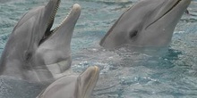 Delfines