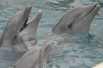 Delfines