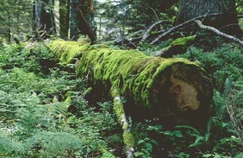 Abeto blanco - Tronco (Abies alba)