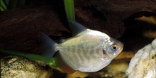 Pez dolar (Metynnis sp.)
