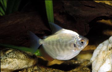 Pez dolar (Metynnis sp.)