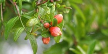 Granado - Flor (Punica granatum)