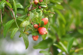 Granado - Flor (Punica granatum)