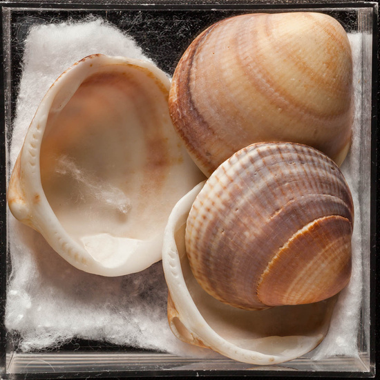 IES_ISABELLACATOLICA_BIOLOGIA_393