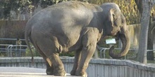 Elefante