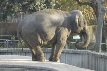 Elefante