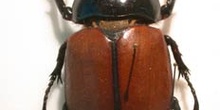 Euphatorus gracilicornis