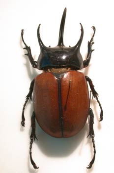 Euphatorus gracilicornis