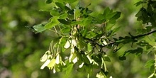 Arce de Montpellier - Hoja (Acer monspessulanum)