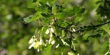 Arce de Montpellier - Hoja (Acer monspessulanum)