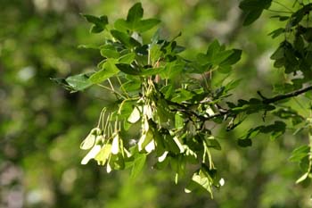 Arce de Montpellier - Hoja (Acer monspessulanum)