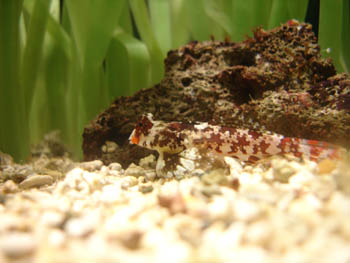 Pez mandarín (Pseudosynchiropus sp.)