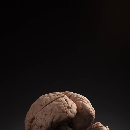 IES_CARDENALCISNEROS_ANATOMIA_MODELOS_098