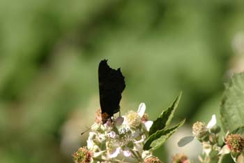 Pavo real (Inachis io)