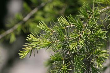 Cedro llorón - Hojas (Cedrus deodara)