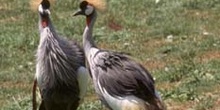 Grulla coronada cuelligris (Balearica regulorum)