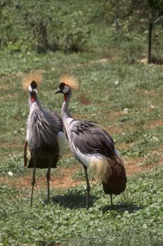 Grulla coronada cuelligris (Balearica regulorum)