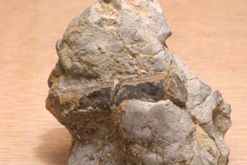 Orthoceras sp. (Molusco-Nautilus) Jurásico