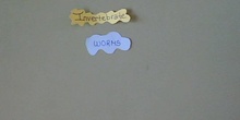 Worms (Invertebrates project 1AB 16/17)