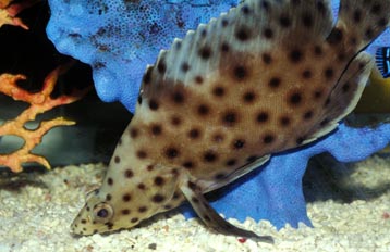 Mero blanco y rojo (Cromyleptis altibelis)