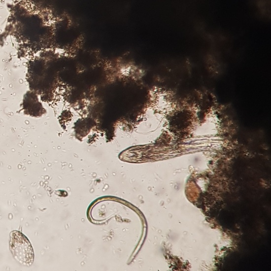 Nematodo y Oligoqueto