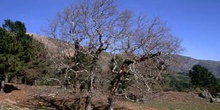 Rebollo / melojo - Porte (Quercus pyrenaica)