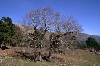 Rebollo / melojo - Porte (Quercus pyrenaica)