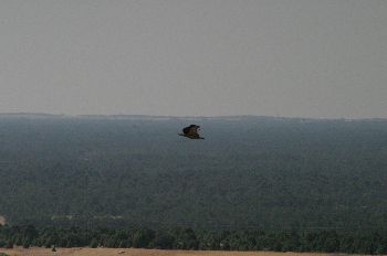 Buitre Leonado, Hoces del Duratón, Segovia, Castilla y León