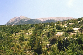 Zona de arbustos en Sierra de Guara