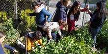 2019_05_06_Quinto en el huerto en mayo_CEIP FDLR_Las Rozas 4
