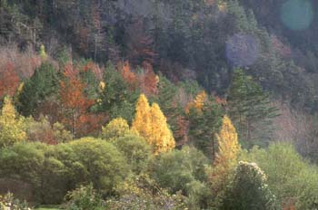 Chopo - Cultivo (Populus sp.)