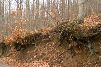 Castaño - Raíz (Castanea sativa)