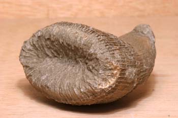 Placosmilia (Coral) Cretácico