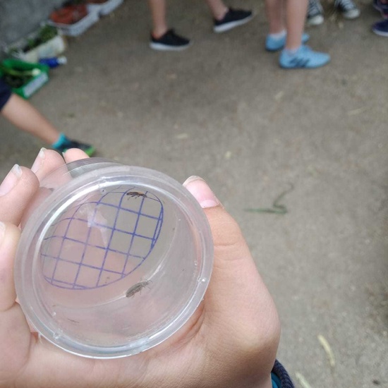 2019_06_07_Los alumnos de Quinto observan los insectos del huerto_CEIP FDLR_Las Rozas 24