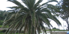Palmera