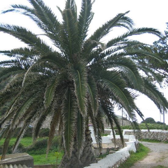 Palmera