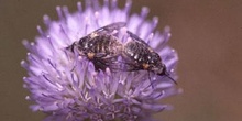 Bombylius sp.