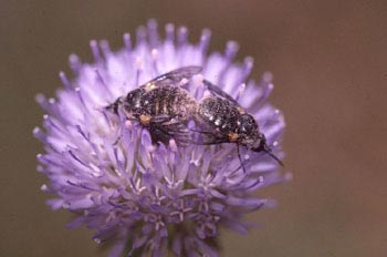 Bombylius sp.