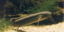 Pez pulmonado (Protopterus dolloi)