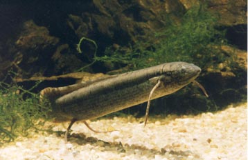 Pez pulmonado (Protopterus dolloi)